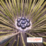 Black Bamboo de Nils-Udo à la Fondation EDF