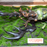 Araignées, Lucioles et Papillons au Musée en Herbe : nos photos