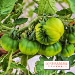 Le Perchoir ferme urbaine Porte de Versailles