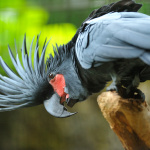 La Ménagerie du jardin des Plantes