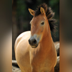 La Ménagerie du jardin des Plantes