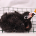 La Ménagerie du jardin des Plantes