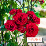 Le Waldorf Astoria Trianon Palace, un écrin royal au cœur du parc de Versailles