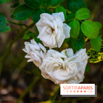 Le Waldorf Astoria Trianon Palace, un écrin royal au cœur du parc de Versailles