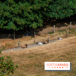 Le Waldorf Astoria Trianon Palace, un écrin royal au cœur du parc de Versailles