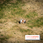 Le Waldorf Astoria Trianon Palace, un écrin royal au cœur du parc de Versailles
