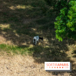 Le Waldorf Astoria Trianon Palace, un écrin royal au cœur du parc de Versailles