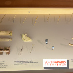 La Crypte archéologique de Paris sous Notre-Dame rouvre ses portes