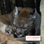 Naissances au Parc Zoologique de Paris
