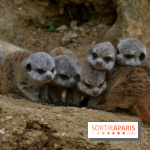 Naissances au Parc Zoologique de Paris