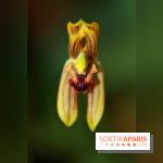 PHOTO Mormolica ringens © Telepova MNHN