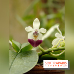 PHOTO Phalaenopsis parishii © MNHN