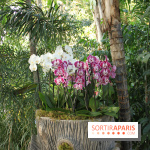 Exposition Mille & une orchidées au Jardin des Plantes