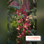 Exposition Mille & une orchidées au Jardin des Plantes