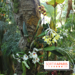 Exposition Mille & une orchidées au Jardin des Plantes