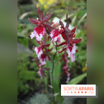 Exposition Mille & une orchidées au Jardin des Plantes