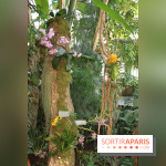 Exposition Mille & une orchidées au Jardin des Plantes