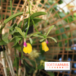 Exposition Mille & une orchidées au Jardin des Plantes