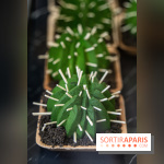 Photos : Wonderland Pâtisserie 