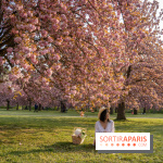 Le Parc de Sceaux et ses cerisiers en fleurs