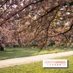 Le Parc de Sceaux et ses cerisiers en fleurs