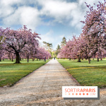 Le Parc de Sceaux et ses cerisiers en fleurs