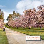 Le Parc de Sceaux et ses cerisiers en fleurs