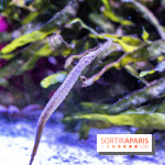 L'Aquarium Tropical de la Porte Dorée