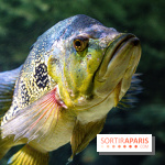 L'Aquarium Tropical de la Porte Dorée