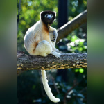 Nocturnes du Parc Zoologique de Paris