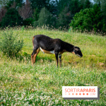 Parrot World, le parc animalier immersif d'Île-de-France