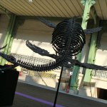 Salon du collectionneur 2009 - Grand Palais