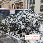 Visuel actualités - sapin jeté poubelle rue