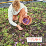 Des ateliers hors du temps pour cultiver le safran sur les toits de Paris