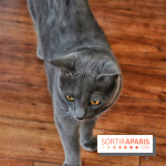 Le Moustache Pension, un hôtel pour chats douillet qui accueille vos compagnons à Paris