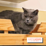 Le Moustache Pension, un hôtel pour chats douillet qui accueille vos compagnons à Paris