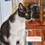 Le Moustache Pension, un hôtel pour chats douillet qui accueille vos compagnons à Paris