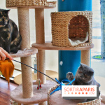 Le Moustache Pension, un hôtel pour chats douillet qui accueille vos compagnons à Paris