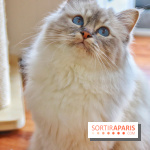 Le Moustache Pension, un hôtel pour chats douillet qui accueille vos compagnons à Paris