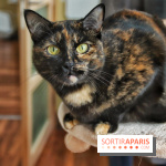 Le Moustache Pension, un hôtel pour chats douillet qui accueille vos compagnons à Paris