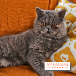 Le Moustache Pension, un hôtel pour chats douillet qui accueille vos compagnons à Paris