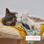 Le Moustache Pension, un hôtel pour chats douillet qui accueille vos compagnons à Paris