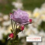 Photos : La Roseraie du val-de-Marne