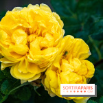 Photos : La Roseraie du val-de-Marne