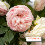 Photos : La Roseraie du val-de-Marne