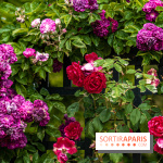 Photos : La Roseraie du val-de-Marne