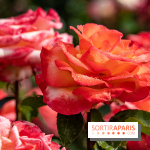 Photos : La Roseraie du val-de-Marne