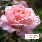 Photos : La Roseraie du val-de-Marne