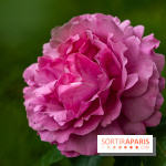 La Roseraie du Parc Lebaudy sur l'Ile de Puteaux