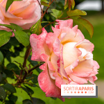 La Roseraie du Parc Lebaudy sur l'Ile de Puteaux